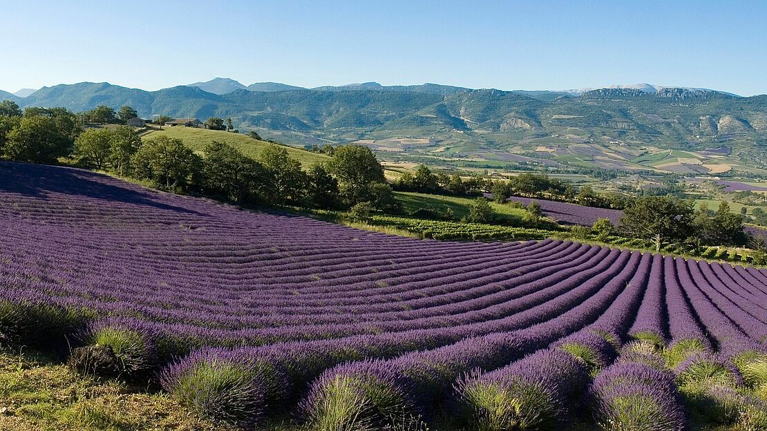 Käselexikon Bresso Landschaft Provence