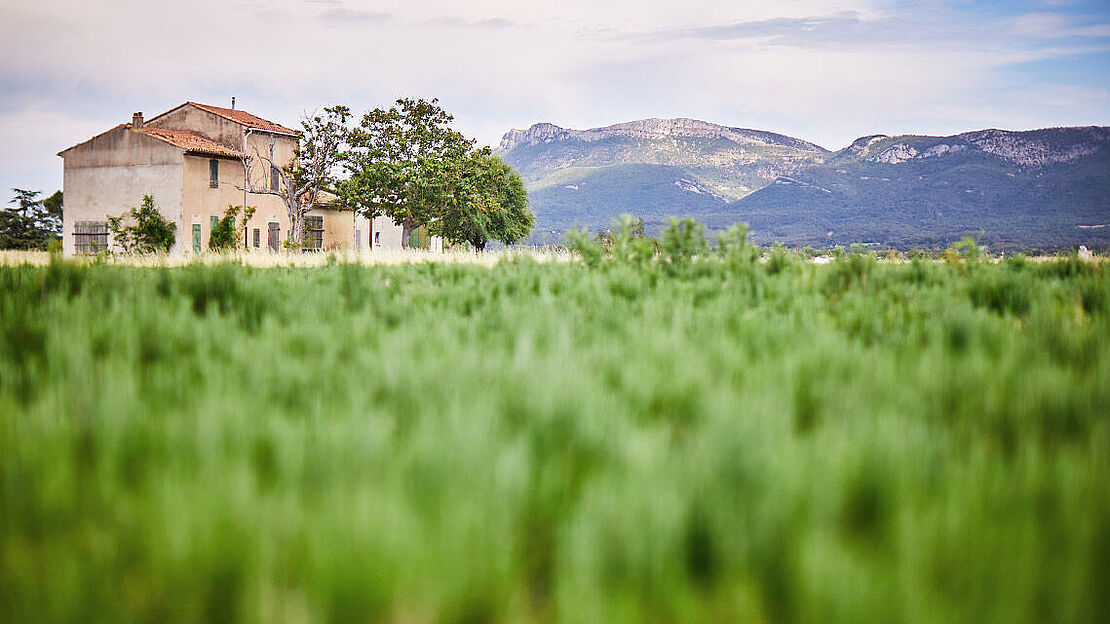 Bresso pflanzlich die echte Provence