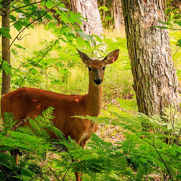 Hirsche im Wald von Rambouillet, Heimat von Rambol