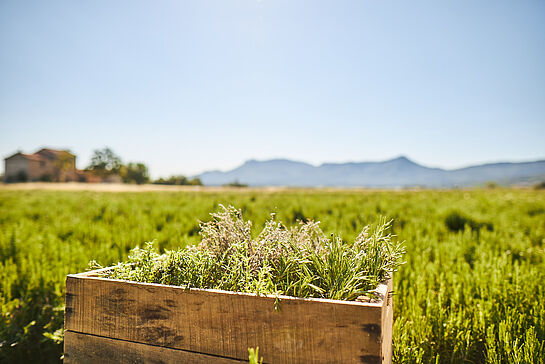 BRESSO Kräuterkiste auf dem Kräuterfeld in der Provence