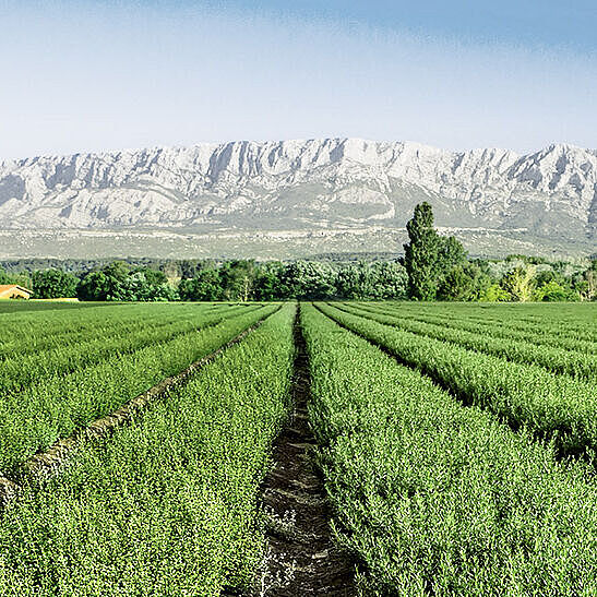 BRESSO Pflanzlich mit Kräutern aus der Provence