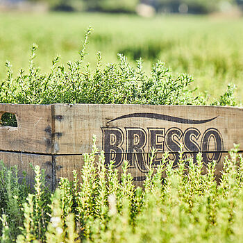 BRESSO, so schmeckt die echte Provence - kräuterkiste