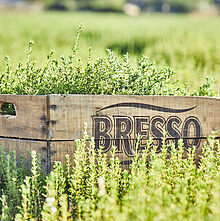 BRESSO, so schmeckt die echte Provence - kräuterkiste